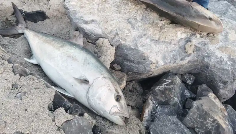 Oltayla 65 Kilo Balık Yakaladı, 18 Bin TL'ye Satışı Gerçekleştirdi!