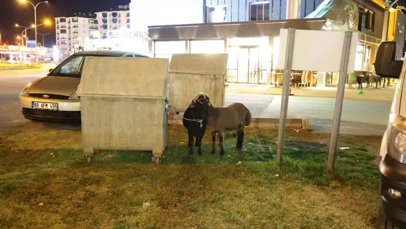 Mor Karaman Koyunları: Yola Düşen ırkın Dramı ve Geleceği