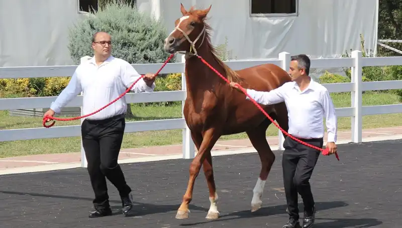 Türkiye'nin "Taşkın Kral"ı: Rekorlarla Dolu Bir Yıl!