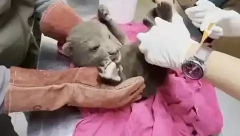 Karabük'te Yavru Bozayı Bulundu: Mahallede Şaşkınlık Yaratan Olay