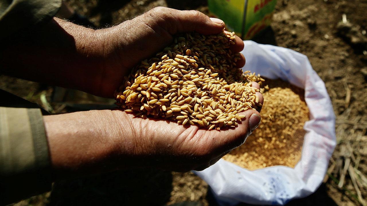 Ata Tohumları Artık Tarım Kredi Marketlerinde Satışta