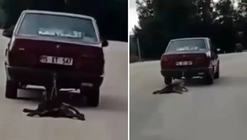Köpeğini Sürükleyen Otomobil Sürücüsü, Sokakları Şaşkına Çevirdi!