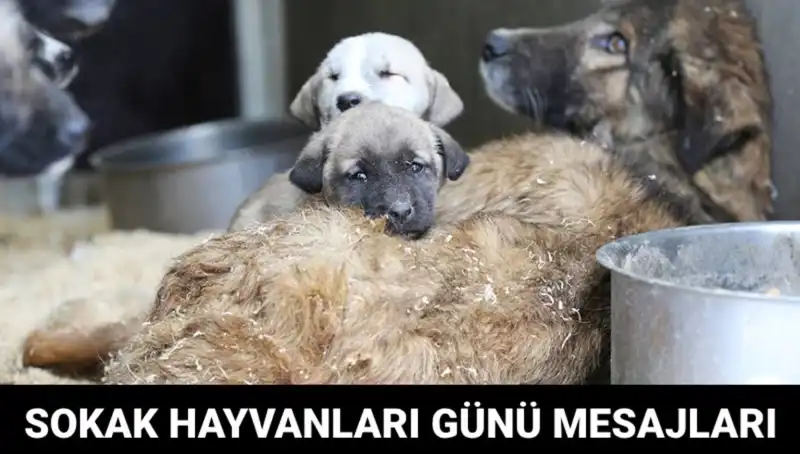 Dünya Sokak Hayvanları Günü: Onlara Ses Olmanın Tam Zamanı