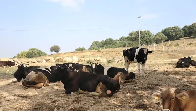 Şap Hastalığı Nedeniyle 22 Köyde Giriş ve Çıkışlar Kısıtlandı