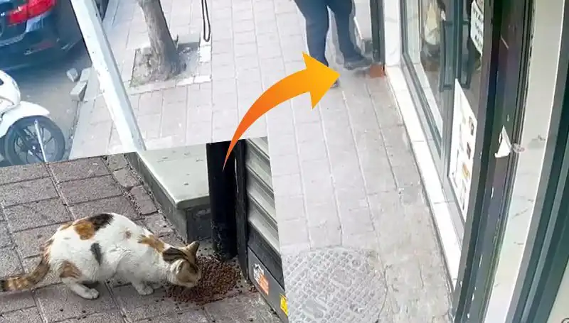 Kedilerin Mamalarını Dağıtıp Kaçan Gizemli Tehdit Kim?