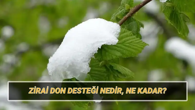 Zirai Don Desteği: Ne Kadar, Kimlere Verilecek ve Hangi İlleri Kapsıyor?