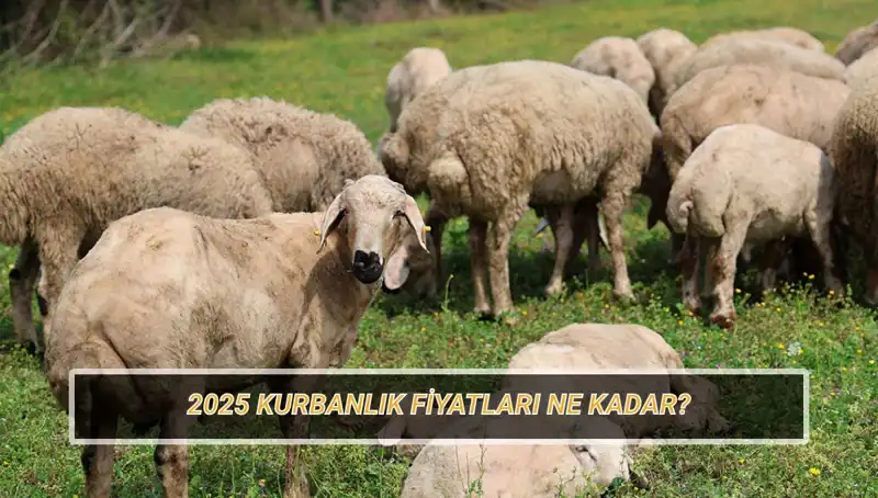 2025 Kurban Fiyatları Açıklandı: Büyükbaş ve Küçükbaş Kurban Maliyetleri Ne Olacak?