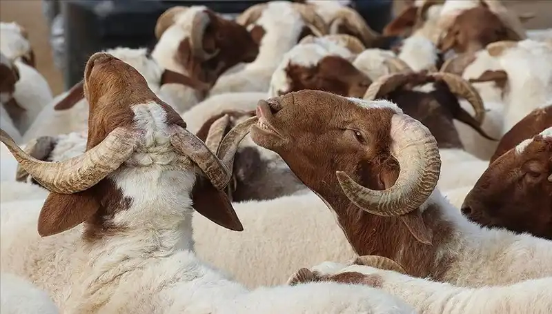 Akika Kurbanı Nedir? Yenilebilir Mi? Bilinmesi Gereken Her Şey!