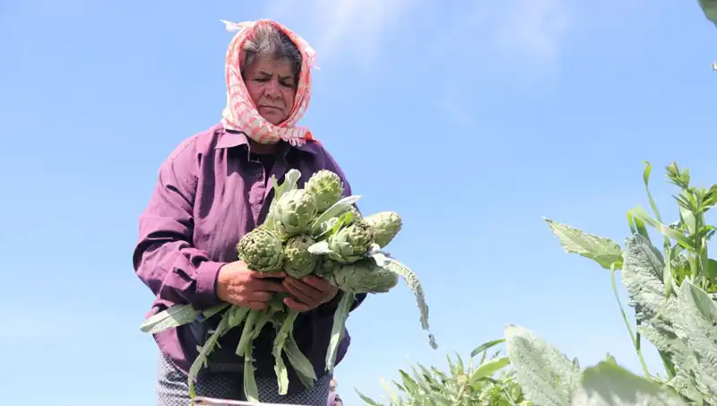 Tarladan Sofralara: Tezgahlarda 50 TL'ye Satılan Ürünlerin Gizemi
