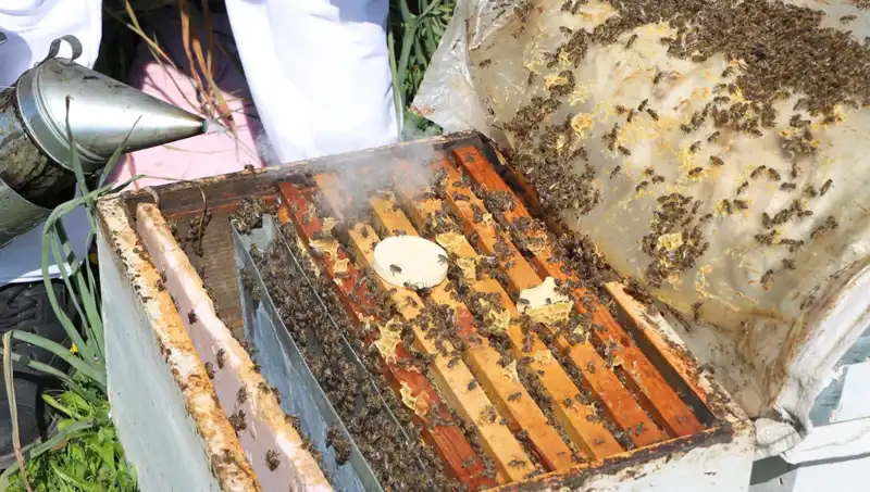 Genç Arıcı, Ata Mesleği ile Dünyaya Açılıyor: Yurt Dışından Sipariş Almaya Başladı