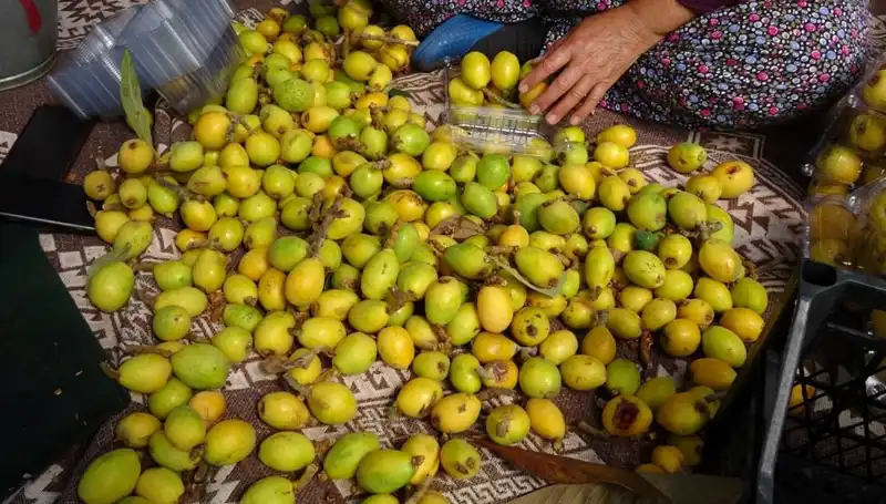 Muşmula Hasadı Bu Yıl Rekor Fiyatlarla Başladı: Kilosu 150 TL!